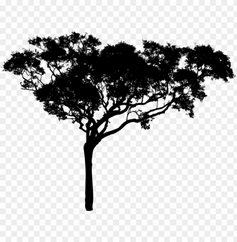 willow drawing nature tree silhouette branch free picture - tree vector black High-definition transparent PNG