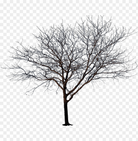 winter tree transparent library - tree no leaves Free PNG images with alpha channel set
