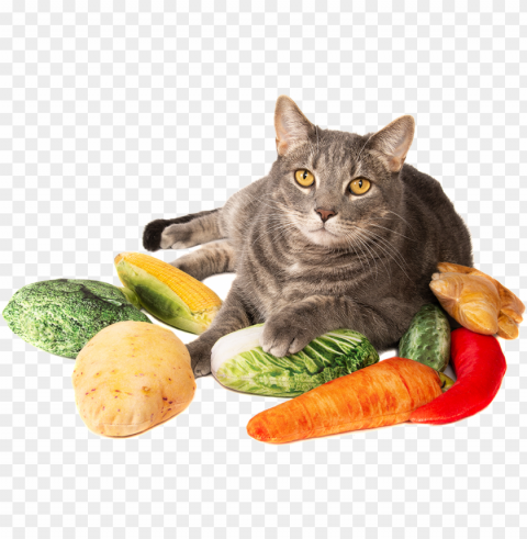 with silver vine & catnip - cat grabs treat PNG transparent images extensive collection