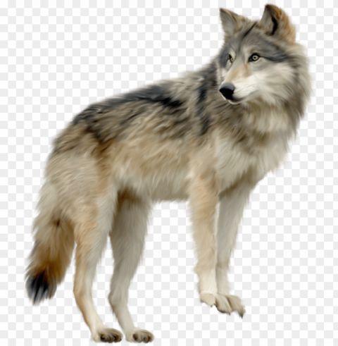 wolf images - wolf PNG objects