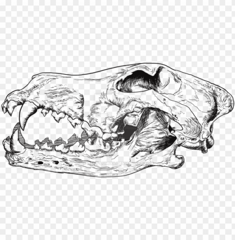 wolf skull black and white library - wolf skull drawi PNG images with alpha channel diverse selection