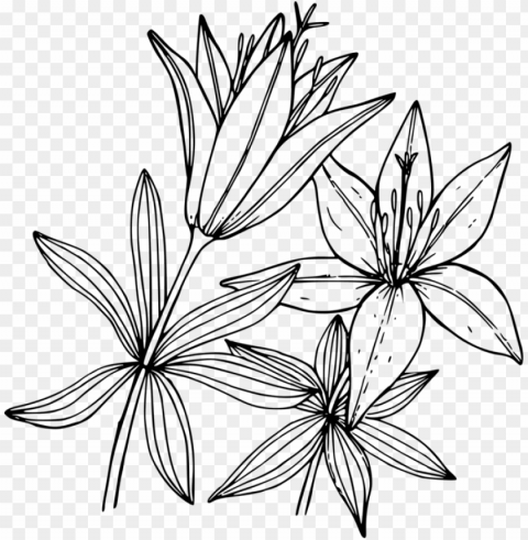wood lily flower coloring book floral design - lily coloring pages PNG transparent images for websites