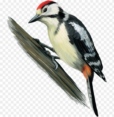 woodpecker PNG pictures without background