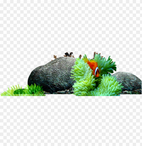 world reef fish submarine - rochas fundo do mar PNG images with transparent canvas
