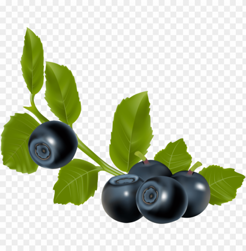 Ягода Черника - blueberry vector Free PNG images with alpha channel set