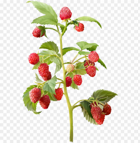 strawberry plant Transparent Background Isolated PNG Item PNG transparent with Clear Background ID 417fca55