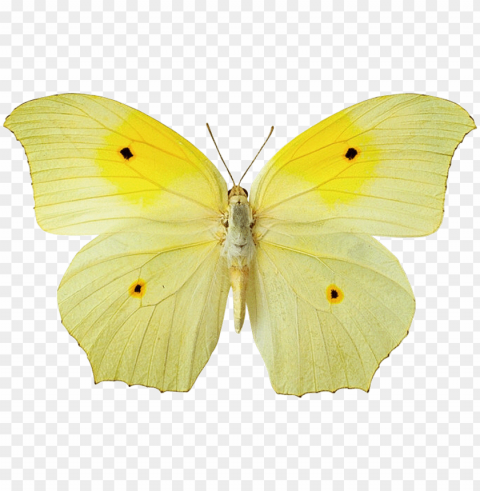 yellow butterfly hd wallpaper - yellow butterfly file PNG images with alpha transparency bulk
