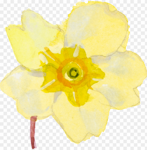 yellow cartoon daffodil watercolor transparent - watercolor painti ClearCut Background PNG Isolation