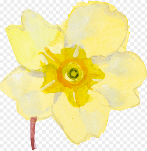 Yellow Cartoon Daffodil Watercolor Transparent - Watercolor Painti ClearCut Background PNG Isolation