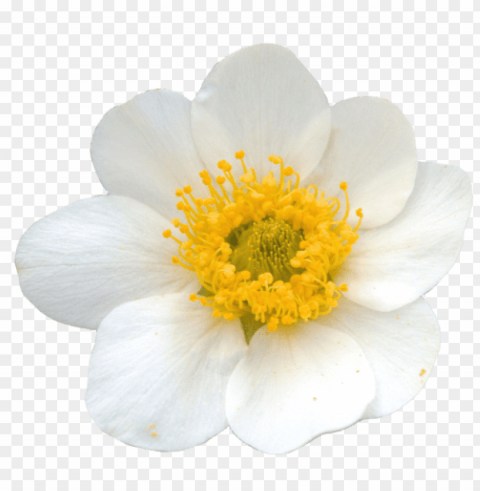 yellow flower crown transparent PNG for design