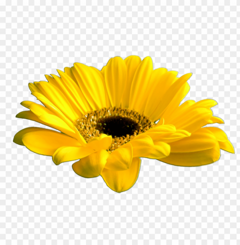 yellow flower crown Transparent PNG Artwork with Isolated Subject