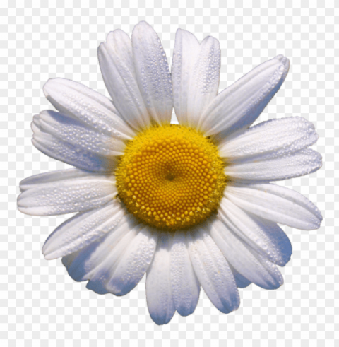 yellow flower crown Transparent PNG download PNG transparent with Clear Background ID df4cdeaf