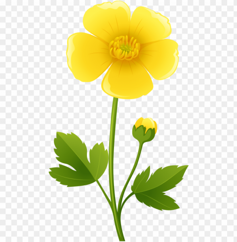 yellow flower transparent clip art image buttercups - buttercup clipart PNG file with no watermark