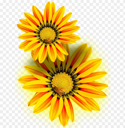 yellow flower yellow - yellow i flowers Isolated Character in Clear Transparent PNG