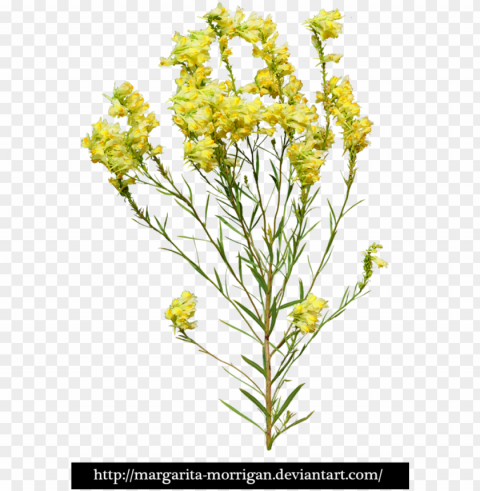 yellow flowers by margarita-morrigan yellow flowers - yellow flowers Transparent Background Isolated PNG Design Element