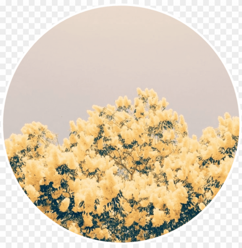 yellow flowers yellowflowers aesthetic - light yellow and blue aesthetic ClearCut Background Isolated PNG Graphic Element