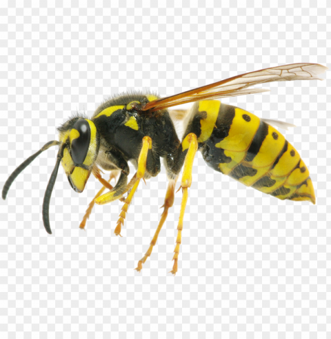 Yellow Jacket Was Isolated PNG Image With Transparent Background