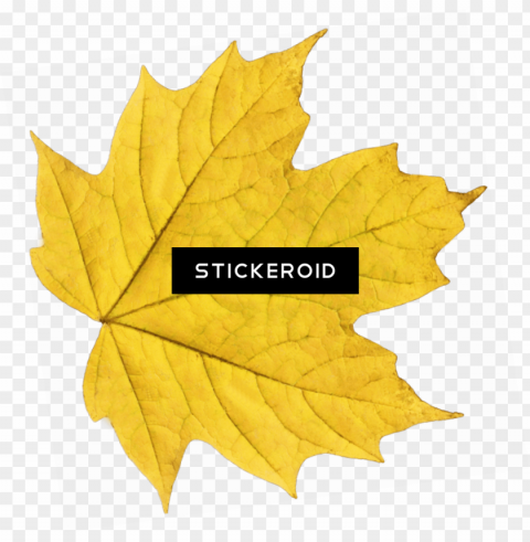 yellow maple leaf Isolated Graphic in Transparent PNG Format