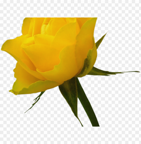 yellow rose clipart red rose outline - yellow roses Transparent PNG art