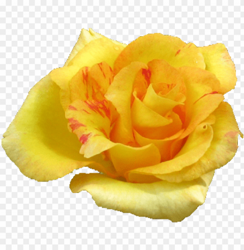 yellow rose flower Transparent PNG download PNG transparent with Clear Background ID d69f29da