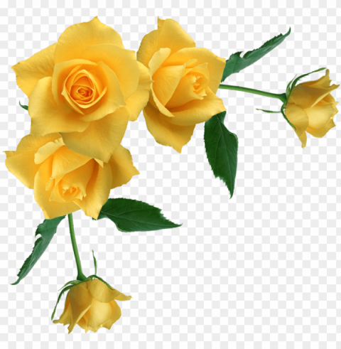 yellow rose flower free transparent free - yellow roses transparent background High-resolution PNG images with transparency PNG transparent with Clear Background ID b519ae86