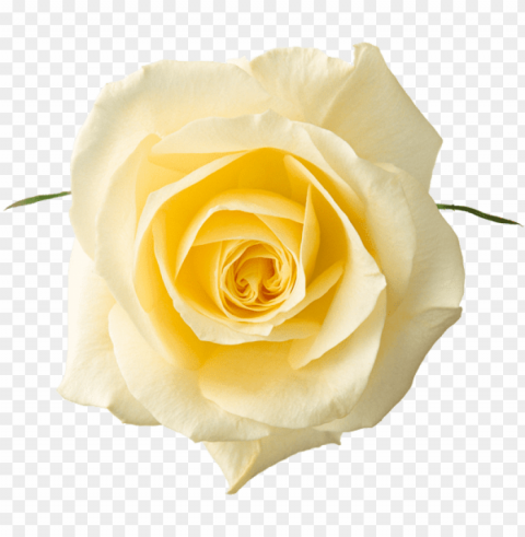 yellow rose - white rose flower Clear PNG photos