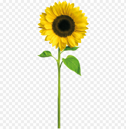 Yellow Sunflower Cartoon Transparent - Sunshine Happy Birthday Daughter In Law PNG Icons With Transparency