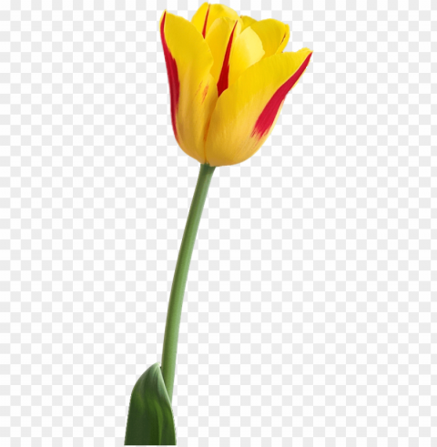 Yellow Tulip Image - Yellow Tulip Flower PNG Images For Merchandise