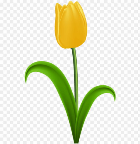 yellow tulip transparent clip art - yellow tulip clipart PNG with clear background extensive compilation