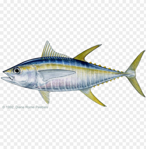 yellowfin tuna - yellow fin tuna PNG transparent icons for web design PNG transparent with Clear Background ID b7b09d19
