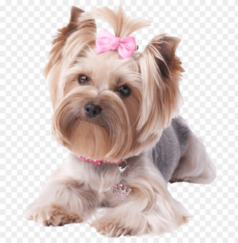 yorkie - yorkie PNG graphics for free