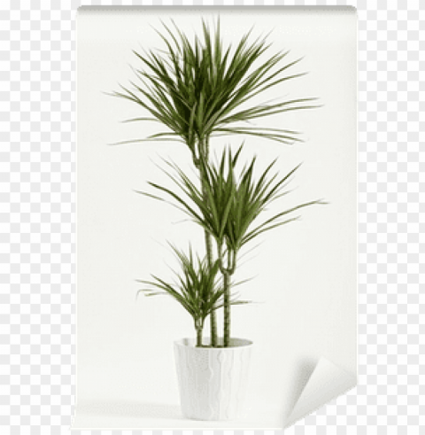 yucca plant potted in a container wall mural pixers - plant yuka PNG for online use