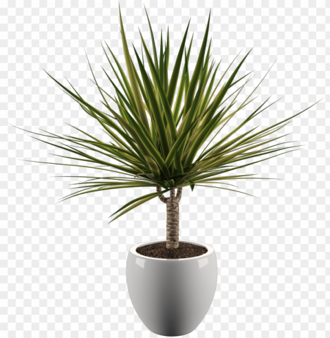 yucca - yoga plant PNG images with alpha transparency wide collection