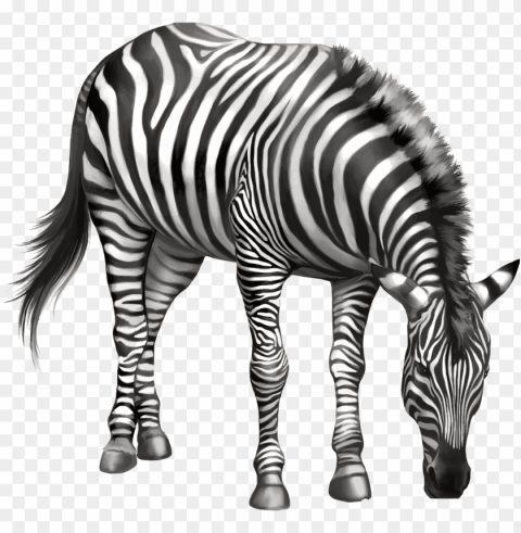 zebra drawing clip art - zebra eating PNG for design
