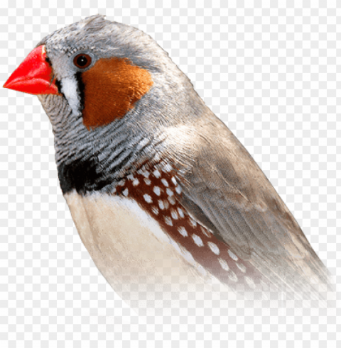 zebra finch - finch bird PNG photo with transparency