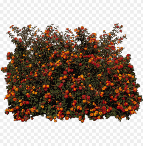 zielono i wiosennie - arbusto lantana PNG clear images PNG transparent with Clear Background ID 4ed28a14