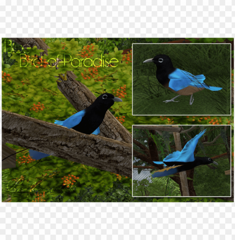 zt2 bird of paradise Isolated Subject on HighQuality Transparent PNG