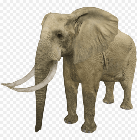 zt2 elephant PNG Image Isolated with HighQuality Clarity