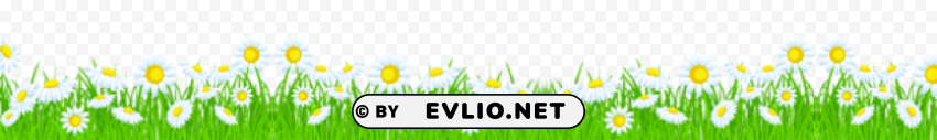 Grass With Daisiespicture Isolated Object In Transparent PNG Format