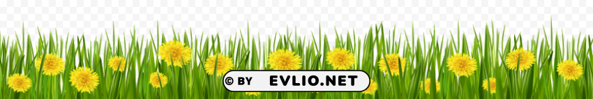 grass and dandelions Isolated Item in Transparent PNG Format