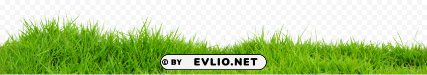 grass s PNG images with no fees