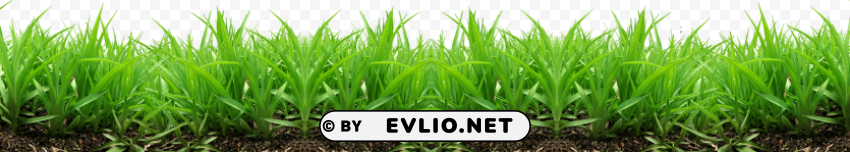 grass HighResolution Isolated PNG Image clipart png photo - e0d60fc4