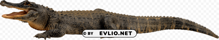 crocodile Isolated Graphic on Transparent PNG