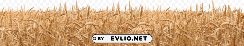 PNG image of Wheat PNG files with transparent canvas extensive assortment with a clear background - Image ID 13a5cba2