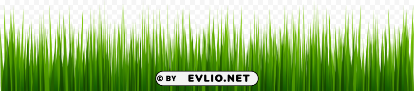 Grass Isolated Item On HighQuality PNG