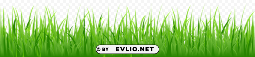 grass Transparent PNG Isolated Item with Detail