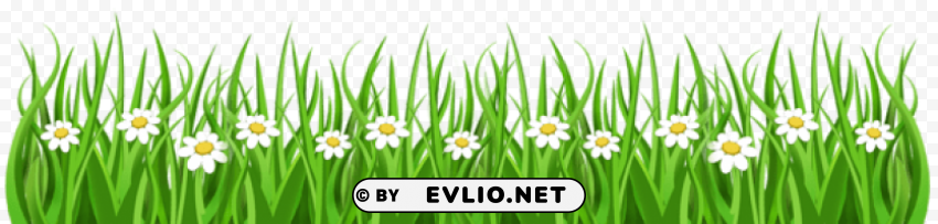 daisies and grass Isolated PNG Element with Clear Transparency