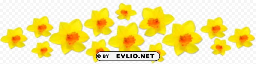daffodils PNG files with clear backdrop collection