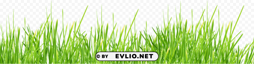 grass Isolated Character on Transparent Background PNG