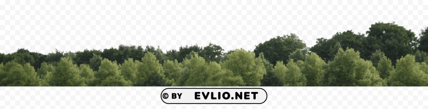 tree skyline Transparent Background Isolation in HighQuality PNG